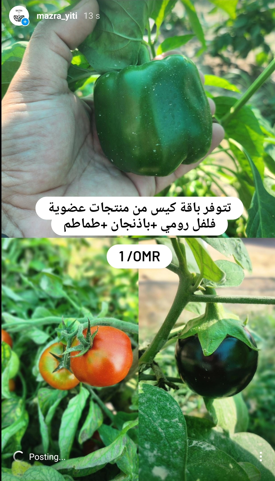 Bad Of Mixes Eggplant, Green Pepper And Tomatoes – Mazra (yiti)- مزرع يتي